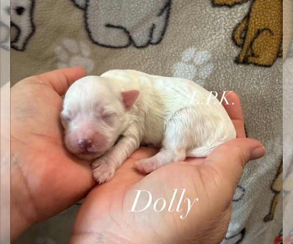 Medium Photo #1 Maltipoo (Miniature) Puppy For Sale in WINNSBORO, LA, USA