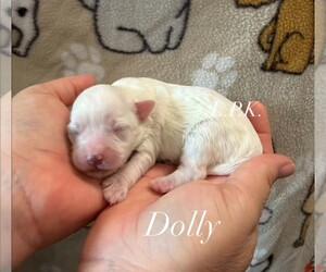 Maltipoo (Miniature) Puppy for sale in WINNSBORO, LA, USA