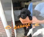 Small Photo #6 Labradoodle Puppy For Sale in STATESBORO, GA, USA
