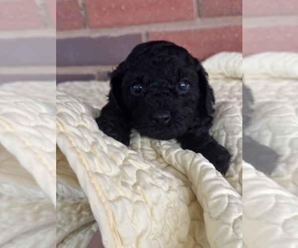 Medium Photo #23 Cavapoo-Poodle (Toy) Mix Puppy For Sale in PENSACOLA, FL, USA