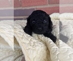 Small Photo #23 Cavapoo-Poodle (Toy) Mix Puppy For Sale in PENSACOLA, FL, USA