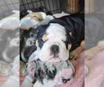 Small Photo #4 English Bulldog Puppy For Sale in ARGYLE, TX, USA