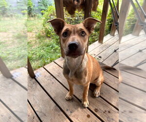 Australian Kelpie-Unknown Mix Dogs for adoption in FRAMINGHAM, MA, USA