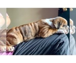 Small Photo #12 Olde English Bulldogge Puppy For Sale in OVERLAND, KS, USA