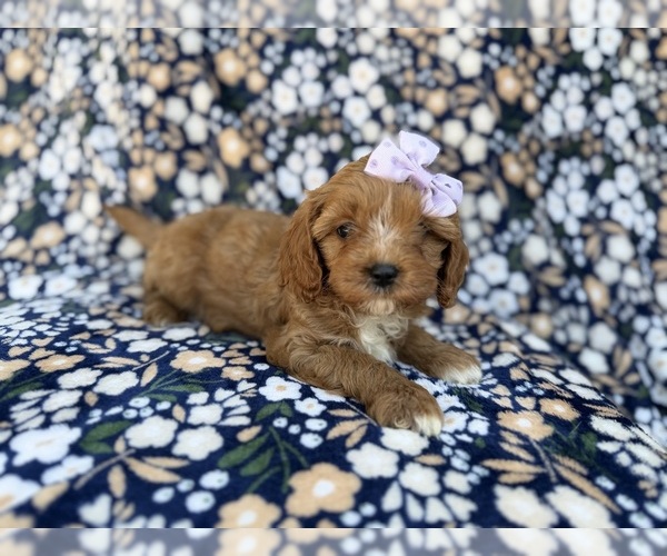 Medium Photo #2 Cavapoo (Miniature) Puppy For Sale in LAKELAND, FL, USA