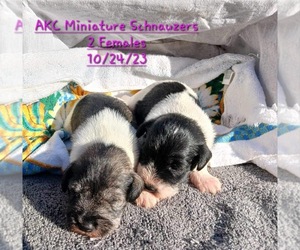 Schnauzer (Miniature) Puppy for Sale in TOPEKA, Indiana USA