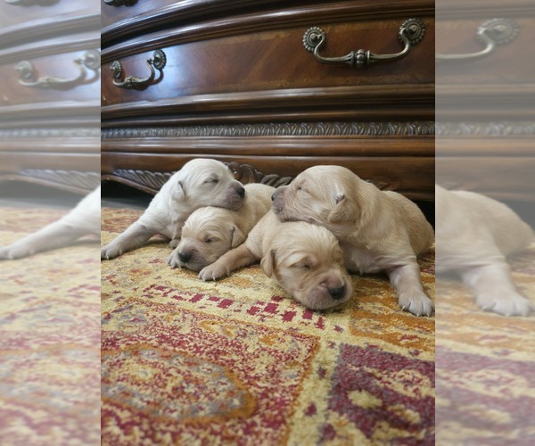 Medium Photo #7 Golden Retriever Puppy For Sale in ELVERTA, CA, USA
