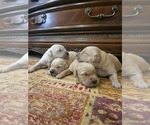 Small #6 Golden Retriever