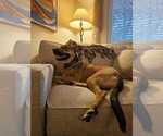 Small #21 German Shepherd Dog Mix