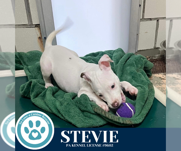 Medium Photo #2 American Pit Bull Terrier-Unknown Mix Puppy For Sale in Kimberton, PA, USA