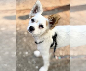 Chihuahua-Unknown Mix Dogs for adoption in Bellevue, WA, USA