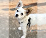 Clover - Female Chihuahua-Unknown Mix Dog for Adoption - Small photo