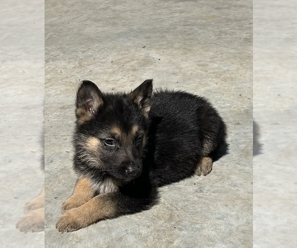 Medium Photo #8 German Shepherd Dog Puppy For Sale in FORT WORTH, TX, USA