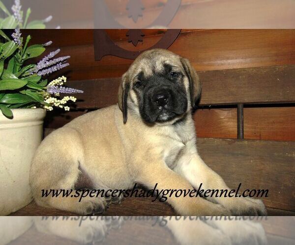 Medium Photo #5 Mastiff Puppy For Sale in CABOOL, MO, USA