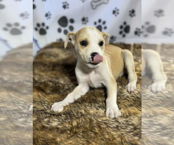 Medium Photo #3 Beagle-Unknown Mix Puppy For Sale in SHERBURNE, NY, USA