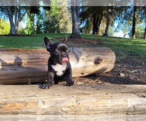 French Bulldog Puppy for sale in SAN JOSE, CA, USA