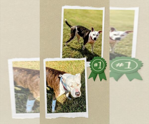 Medium Photo #4 American Staffordshire Terrier-Unknown Mix Puppy For Sale in columbia, SC, USA