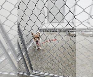 Mutt Dogs for adoption in Temple, TX, USA