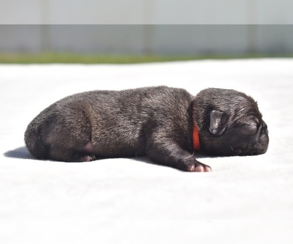 Medium Photo #2 Pug Puppy For Sale in PALM COAST, FL, USA
