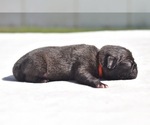 Small #1 Pug