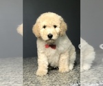 Small Photo #11 Goldendoodle-Poodle (Standard) Mix Puppy For Sale in PORTERVILLE, CA, USA