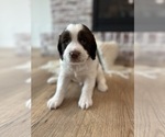 Puppy Scottie English Springer Spaniel