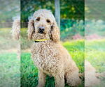 Small #3 Poodle (Standard) Mix