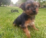 Small #2 Yorkshire Terrier