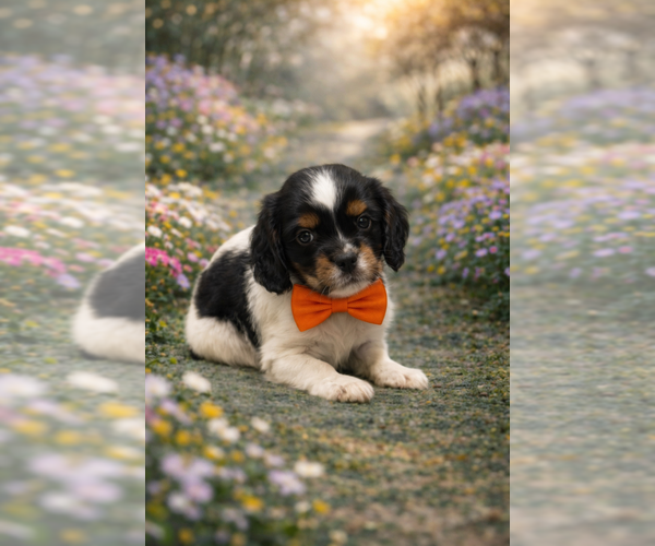 Medium Photo #1 Cavapoo (Miniature) Puppy For Sale in RIPLEY, MS, USA