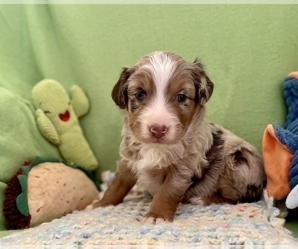Medium Photo #5 Miniature Australian Shepherd Puppy For Sale in BOUSE, AZ, USA