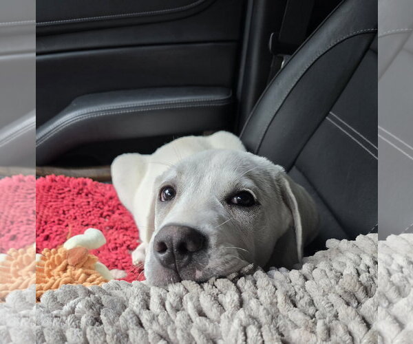 Medium Photo #2 Labrador Retriever-Unknown Mix Puppy For Sale in Columbus, IN, USA