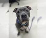 PEARL - Female Mutt Dog for Adoption - Small photo