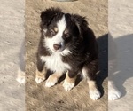 Small #9 Miniature Australian Shepherd