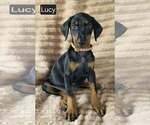 Small #3 Doberman Pinscher