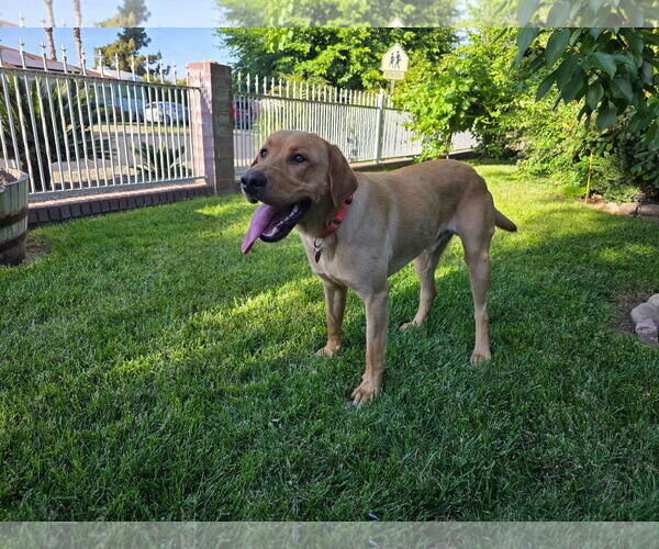 Medium Photo #3 Labrador Retriever Puppy For Sale in Clovis, CA, USA