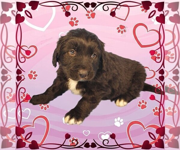 Medium Photo #1 Golden Mountain Dog Puppy For Sale in BLACK FOREST, CO, USA