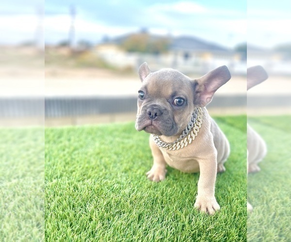 Medium Photo #10 French Bulldog Puppy For Sale in HOUSTON, TX, USA