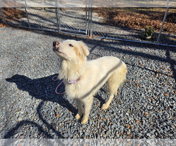 Medium Photo #3 Retriever -Unknown Mix Puppy For Sale in Albemarle, NC, USA