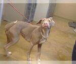 SKAI - Female Labrador Retriever-Unknown Mix Dog for Adoption - Small photo