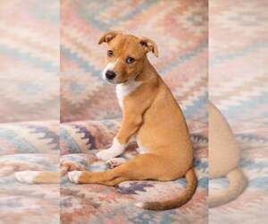 Mutt Dogs for adoption in Sanford, FL, USA