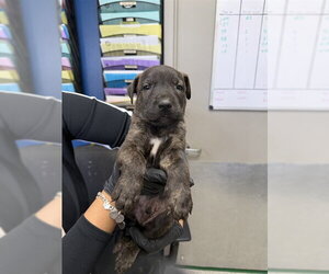 Labrador Retriever-Unknown Mix Dogs for adoption in Pasadena, TX, USA