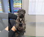 Small Labrador Retriever Mix