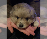 Small Photo #14 Pomsky Puppy For Sale in ROMULUS, MI, USA
