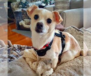 Raya (MD) - Female Rat-Cha Dog for Adoption - Photo #3
