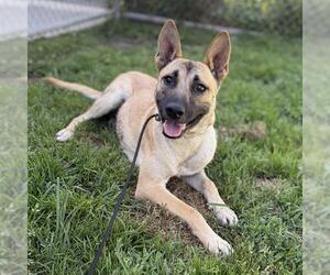 German Shepherd Dog Dogs for adoption in Modesto, CA, USA