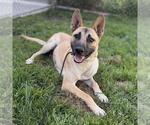 Small German Shepherd Dog