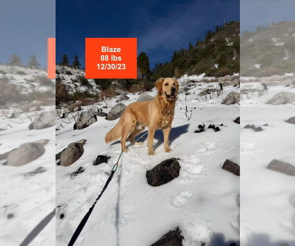 Medium Photo #9 Golden Retriever Puppy For Sale in West Hollywood, CA, USA