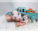 Small #2 Border Collie