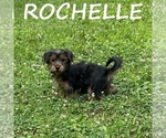 Small #1 YorkiePoo