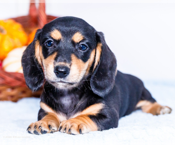 Medium Photo #1 Dachshund Puppy For Sale in WAKARUSA, IN, USA